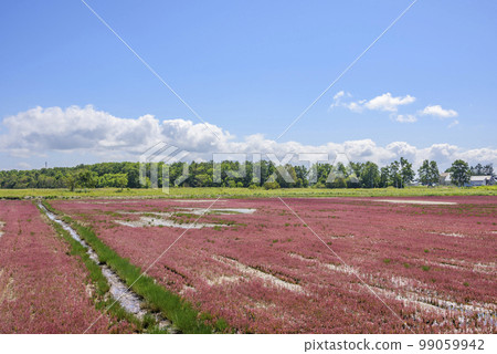 Vivid, coral grass of Lake Notoro, Hokkaido Vivid, coral grass of Lake Notoro, Hokkaido 99059942