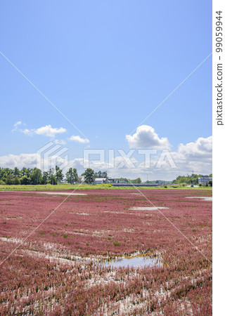 Vivid, coral grass of Lake Notoro, Hokkaido 99059944