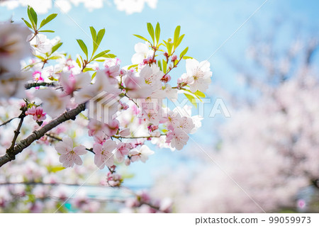 The warmth of the summer sun illuminates a branch of a blooming white apple tree, creating a picturesque scene of nature's beauty and the arrival of spring's bounty 99059973