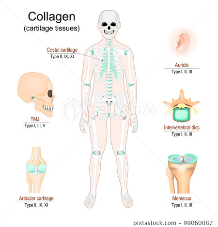 Collagen in cartilage tissues. Human skeleton 99060087