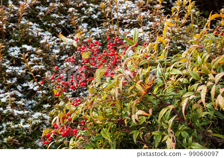 雪中南天紅果化苦為福 雪中南天紅果化苦為福 99060097