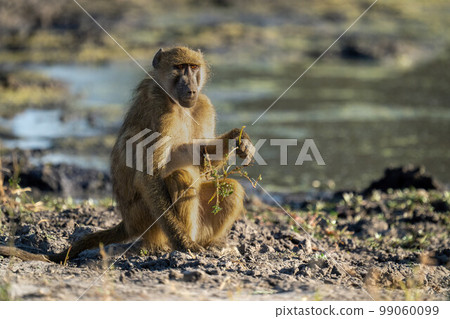 Chacma baboon sits holding branch by waterhole Chacma baboon sits holding branch by waterhole 99060099