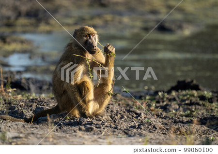 Chacma baboon sits holding branch near waterhole Chacma baboon sits holding branch near waterhole 99060100