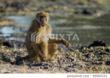 Chacma baboon sits holding branch watching camera 99060101