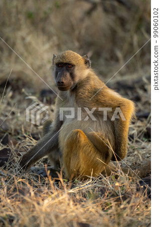 Chacma baboon sits in grass watching camera Chacma baboon sits in grass watching camera 99060102