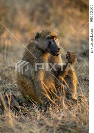 Chacma baboon sits in grass with catchlights 99060103