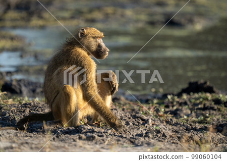 Chacma baboon sits in sunshine by waterhole Chacma baboon sits in sunshine by waterhole 99060104