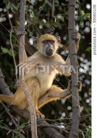 Chacma baboon sits in tree holding branches Chacma baboon sits in tree holding branches 99060106