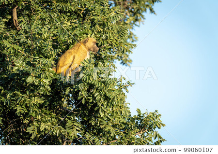 Chacma baboon sits in tree looking down 99060107