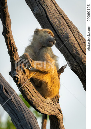 Chacma baboon sits in tree looking round Chacma baboon sits in tree looking round 99060108