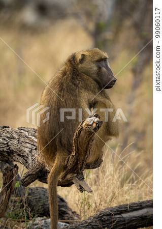 Chacma baboon sits on log looking round Chacma baboon sits on log looking round 99060117