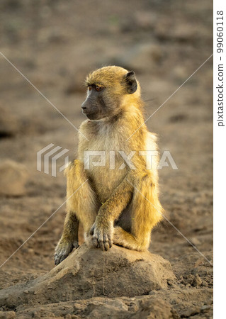 Chacma baboon sits on rock in shade Chacma baboon sits on rock in shade 99060118