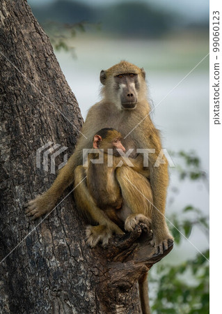 Chacma baboon sits with infant in tree Chacma baboon sits with infant in tree 99060123