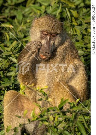 Chacma baboon sitting in tree scratching face Chacma baboon sitting in tree scratching face 99060124