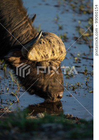 Close-up of Cape buffalo drinking from shallows 99060154