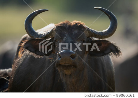 Close-up of Cape buffalo staring toward camera 99060161