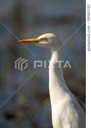 Close-up of cattle egret head and neck Close-up of cattle egret head and neck 99060162