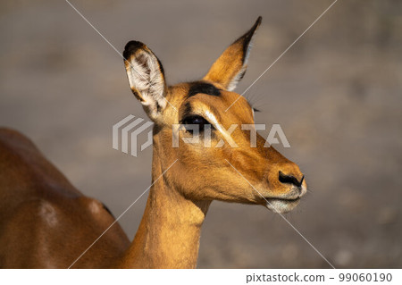 Close-up of female common impala with catchlight Close-up of female common impala with catchlight 99060190