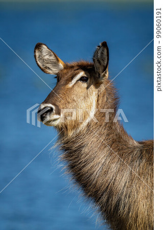 Close-up of female common waterbuck beside river Close-up of female common waterbuck beside river 99060191