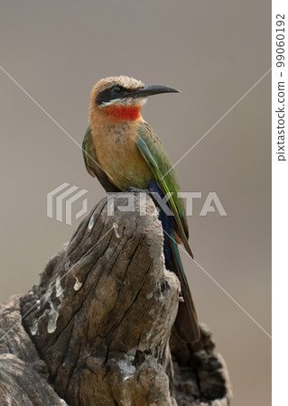 White-fronted bee-eater turns head on dead log White-fronted bee-eater turns head on dead log 99060192