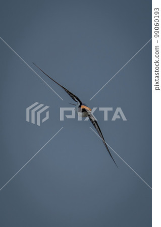 Wire-tailed swallow flies with wings spread diagonally 99060193