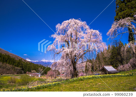 [Nagano Prefecture, Takayama Village] Weeping cherry blossoms in the water, Takayama Five Great Cherry Blossoms April 99060239