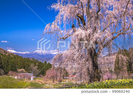 [Nagano Prefecture, Takayama Village] Weeping cherry blossoms in the water, Takayama Five Great Cherry Blossoms April 99060240