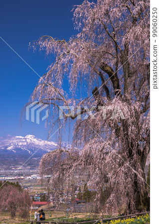 [Nagano Prefecture, Takayama Village] Weeping cherry blossoms in the water, Takayama Five Great Cherry Blossoms April 99060250