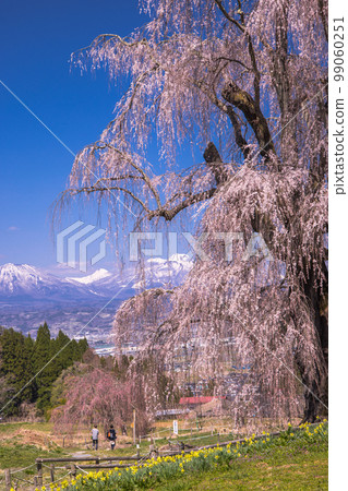 [Nagano Prefecture, Takayama Village] Weeping cherry blossoms in the water, Takayama Five Great Cherry Blossoms April 99060251