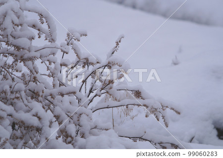一月枯紫蘇上雪 一月枯紫蘇上雪 99060283