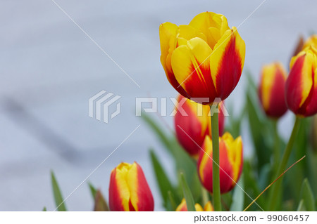 鬱金香 99060457