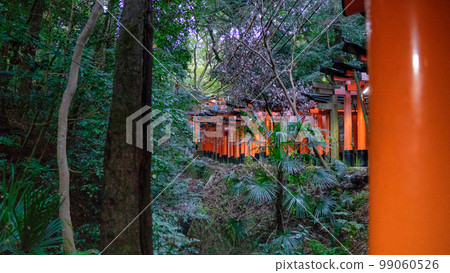 京都伏見稻荷大社鳥居風光 99060526