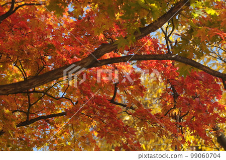 秋天 99060704