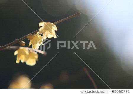 日本五香粉花，日本五香粉 99060771