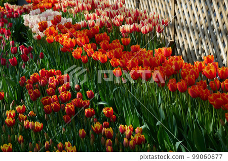 Tulip 99060877