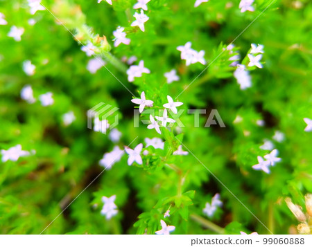 Weed Flower, Hanayaemgra 3 99060888