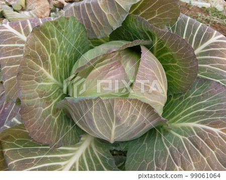 frosted winter cabbage 1 frosted winter cabbage 1 99061064