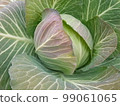 winter cabbage 2 in the frost 99061065