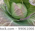 Frosted Winter Cabbage 3 99061066