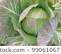 Frosted Winter Cabbage 4 99061067