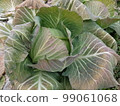 Frosted winter cabbage 5 99061068