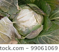 Frost-hit winter cabbage 6 99061069