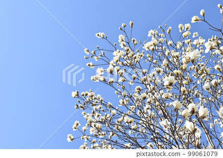 Haku Mokuren (Shiraki Ren) Haku Mokuren (Shiraki Ren) 99061079