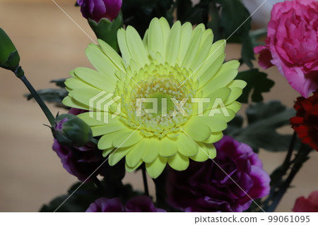 Yellow gerbera flowers decorated indoors Yellow gerbera flowers decorated indoors 99061095
