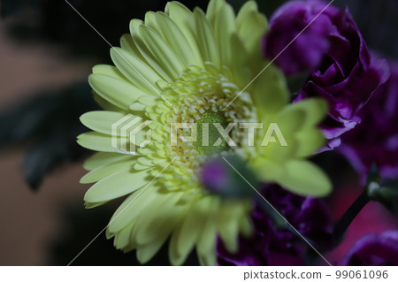 Yellow gerbera flowers decorated indoors Yellow gerbera flowers decorated indoors 99061096