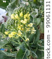 Vegetable flower/stem broccoli 1 99061131