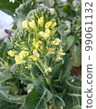 Vegetable flower/stem broccoli 2 99061132