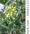 Vegetable flower/stem broccoli 3 99061133