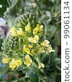 Vegetable flower/stem broccoli 4 99061134