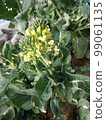 Vegetable flower/stem broccoli 5 99061135